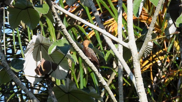 Ochre-backed Woodpecker - ML643747815