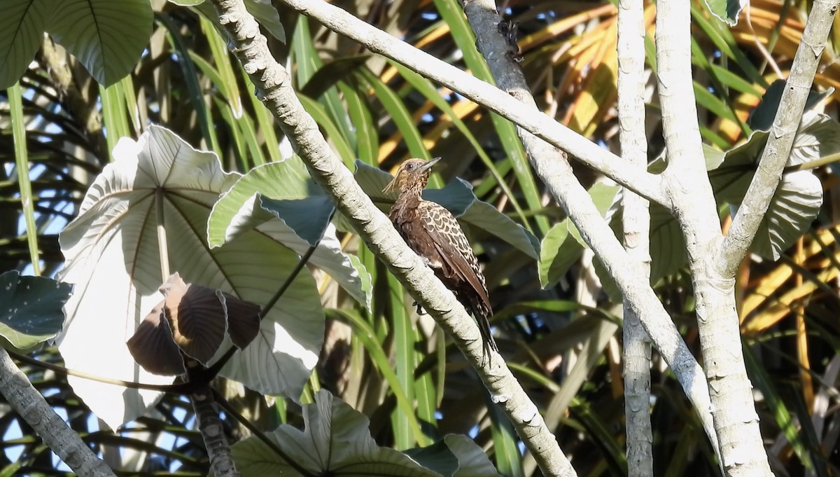 Ochre-backed Woodpecker - ML643747825