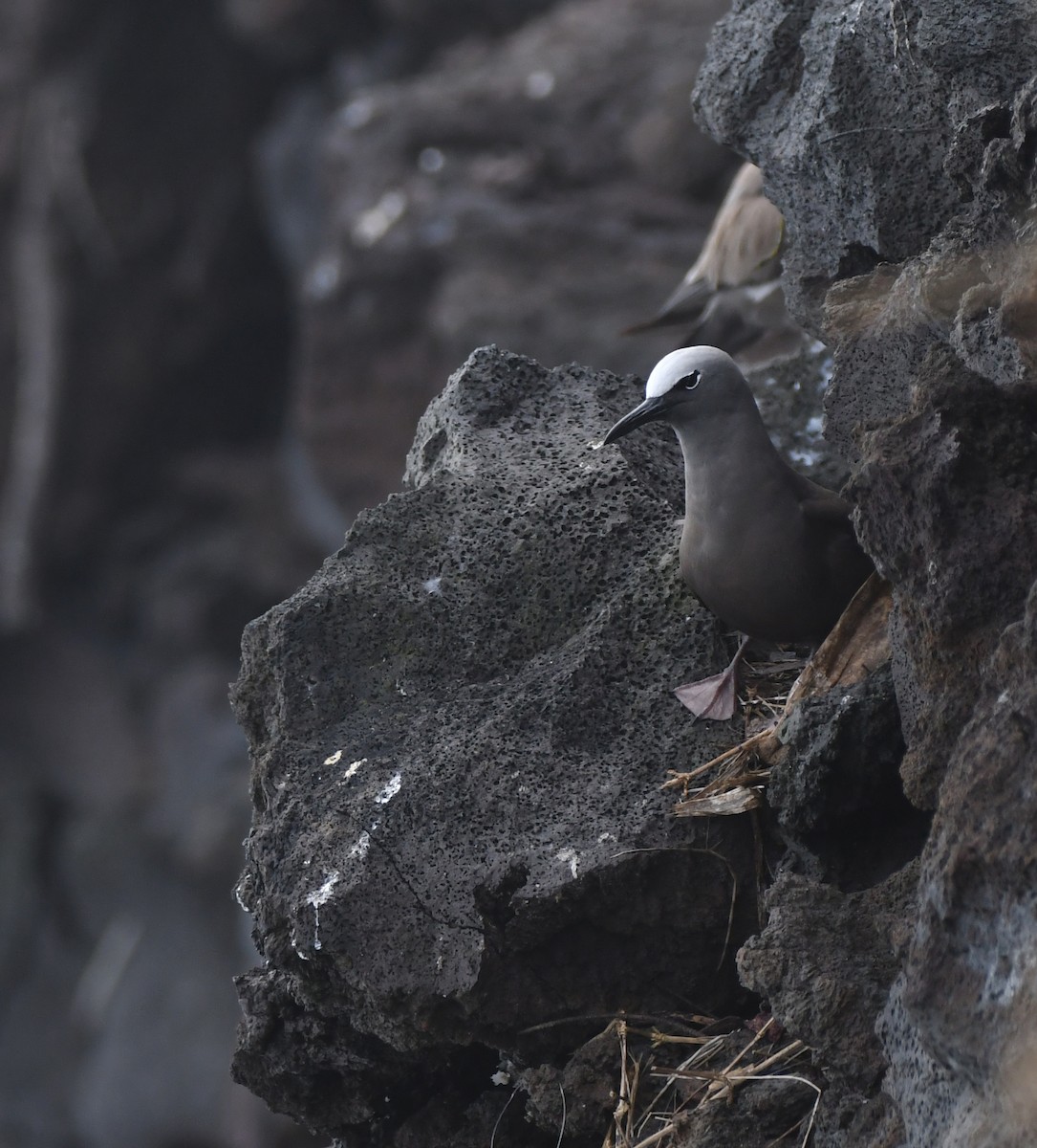Brown Noddy - ML643747837