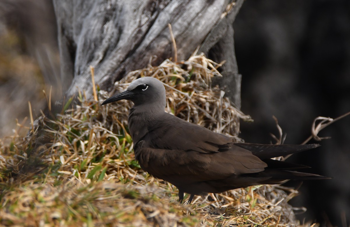 Brown Noddy - ML643747838
