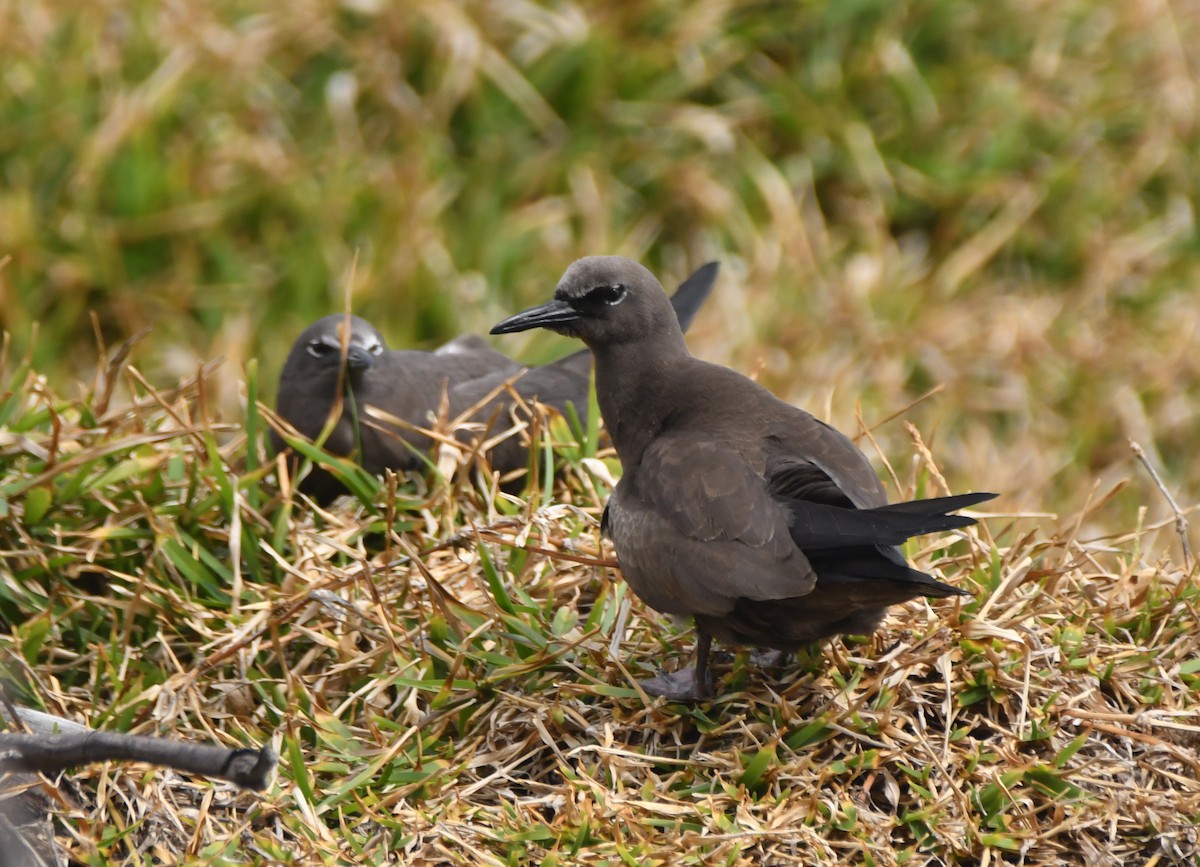 Brown Noddy - ML643747839