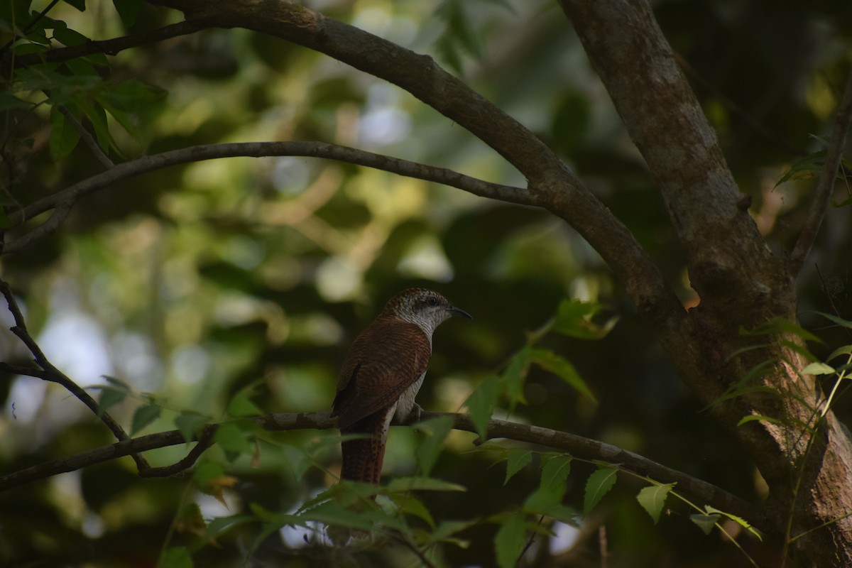 Banded Bay Cuckoo - ML643747840
