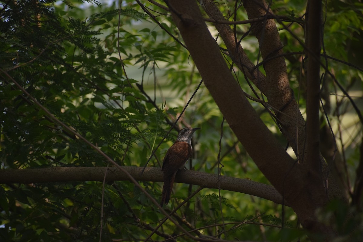 Banded Bay Cuckoo - ML643747841