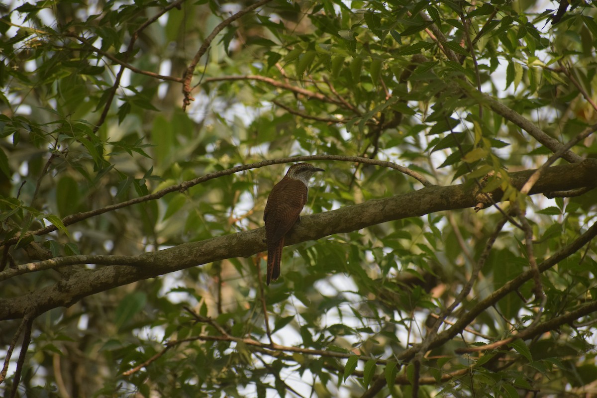 Banded Bay Cuckoo - ML643747842