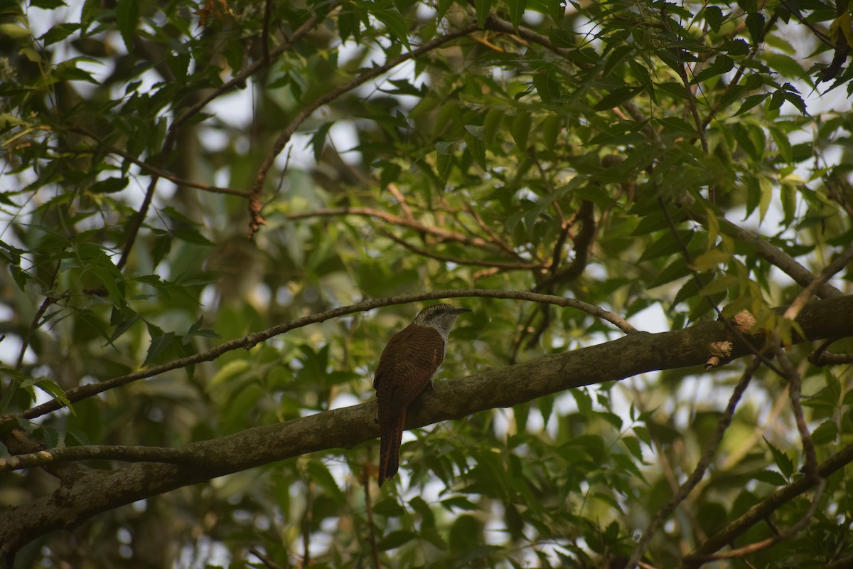 Banded Bay Cuckoo - ML643747843