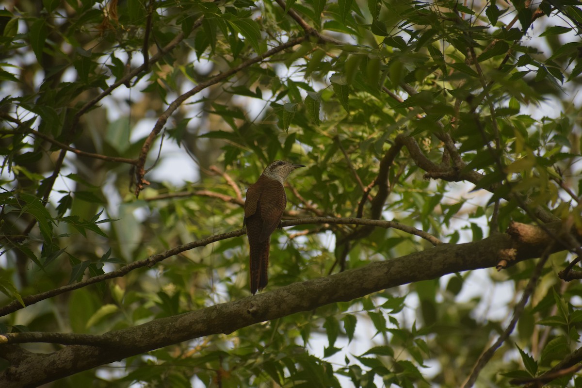 Banded Bay Cuckoo - ML643747844