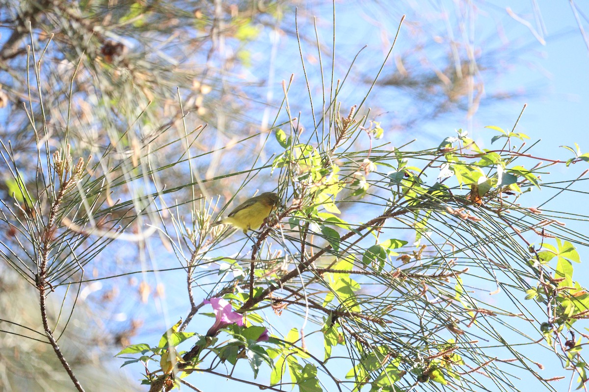 Yellow Thornbill - ML643747865