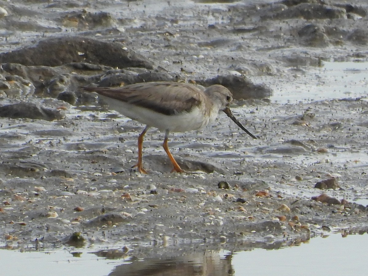 Terek Sandpiper - ML643747872