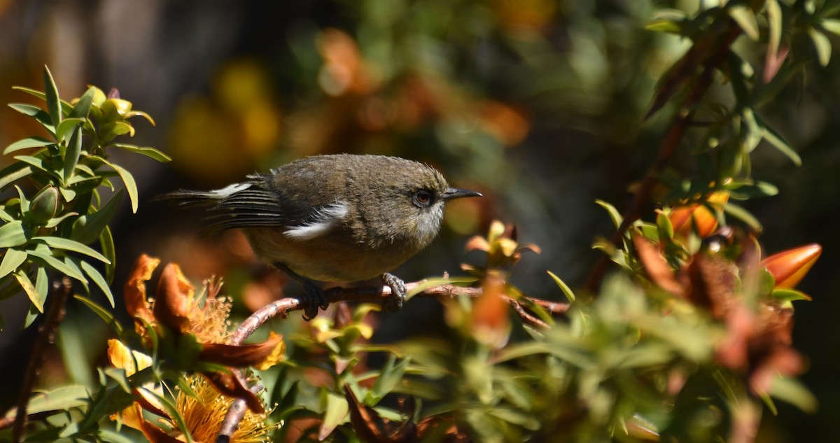 Reunion Gray White-eye - ML643747877