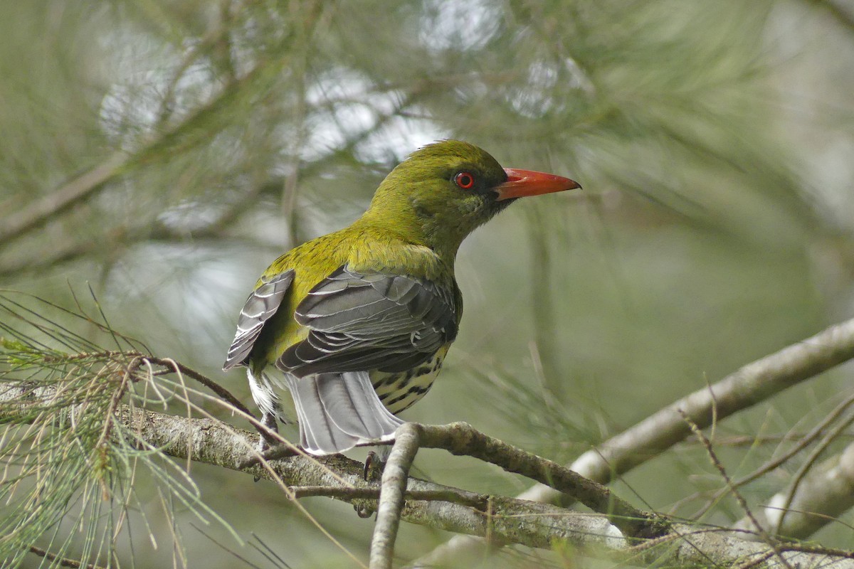 Olive-backed Oriole - ML643747916