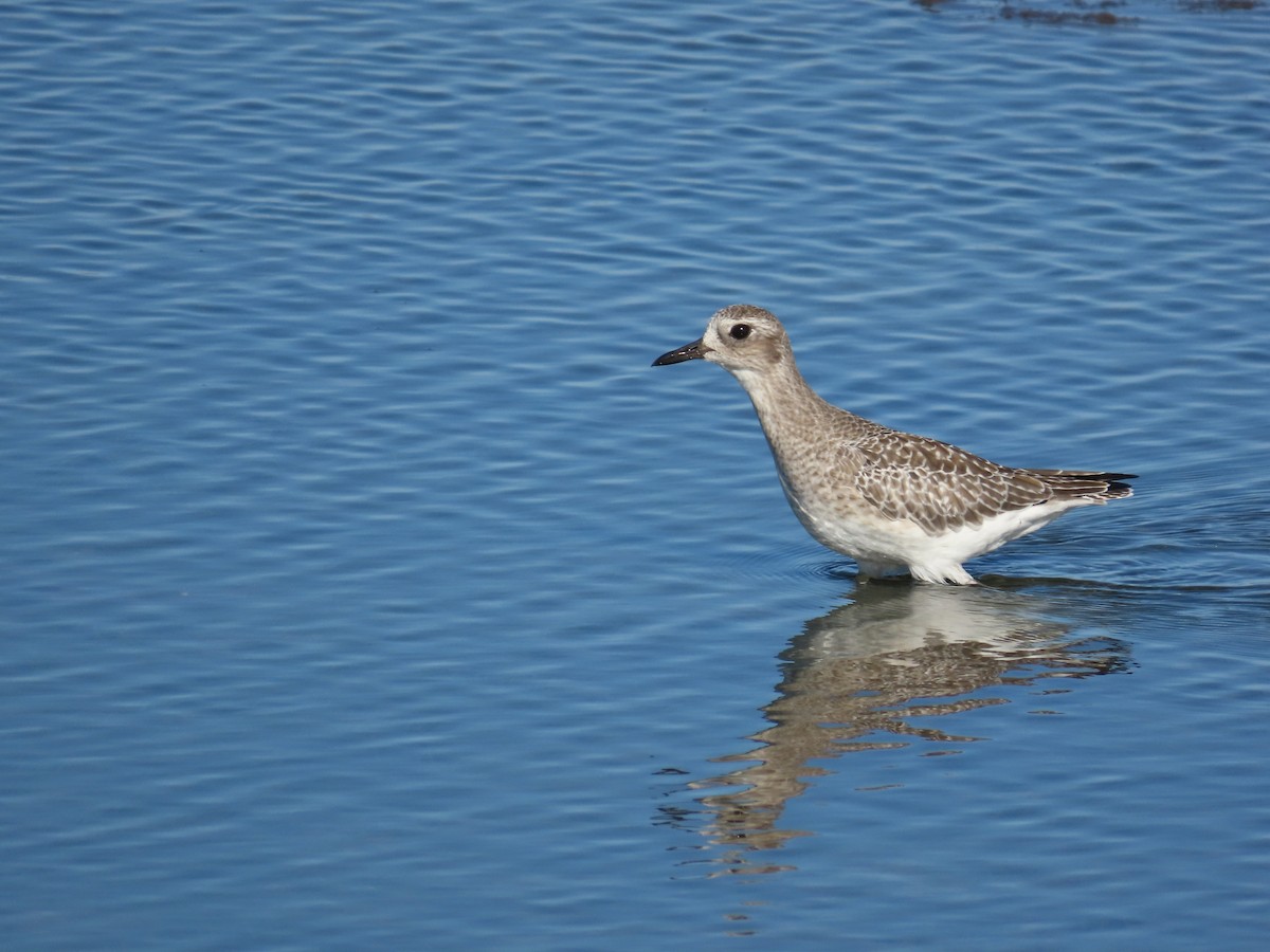 Black-bellied Plover - ML643747919