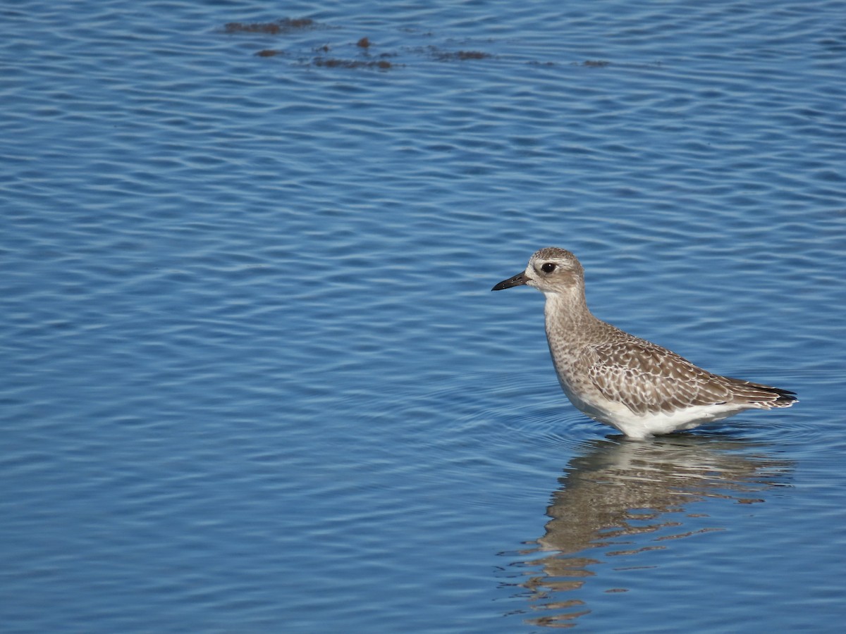 Black-bellied Plover - ML643747920