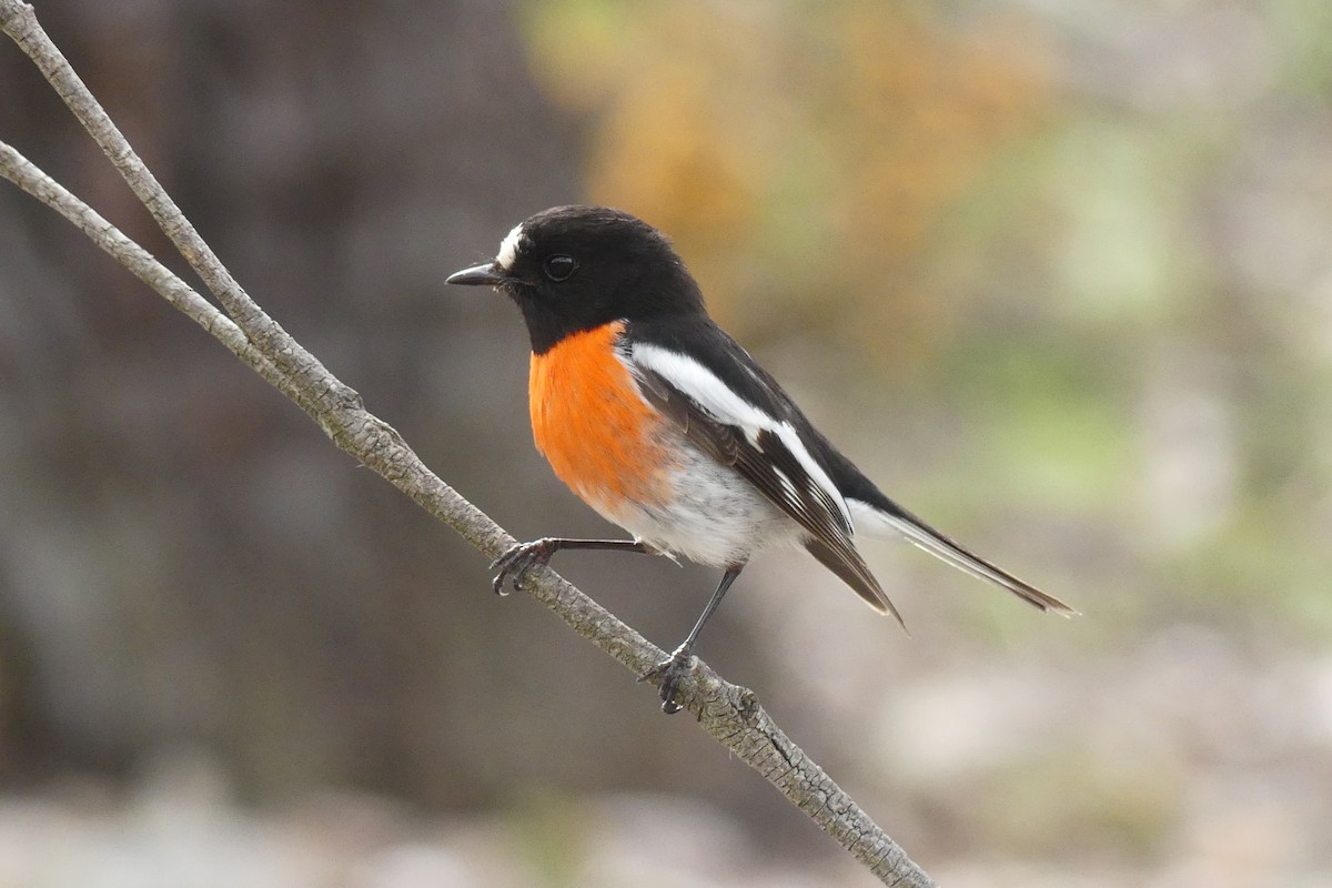 Scarlet Robin - ML643747923