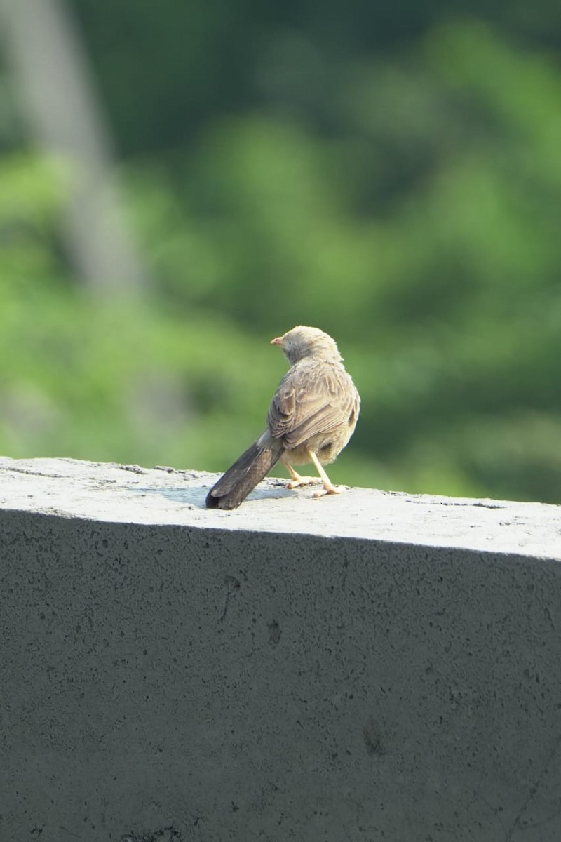 Yellow-billed Babbler - ML643747948