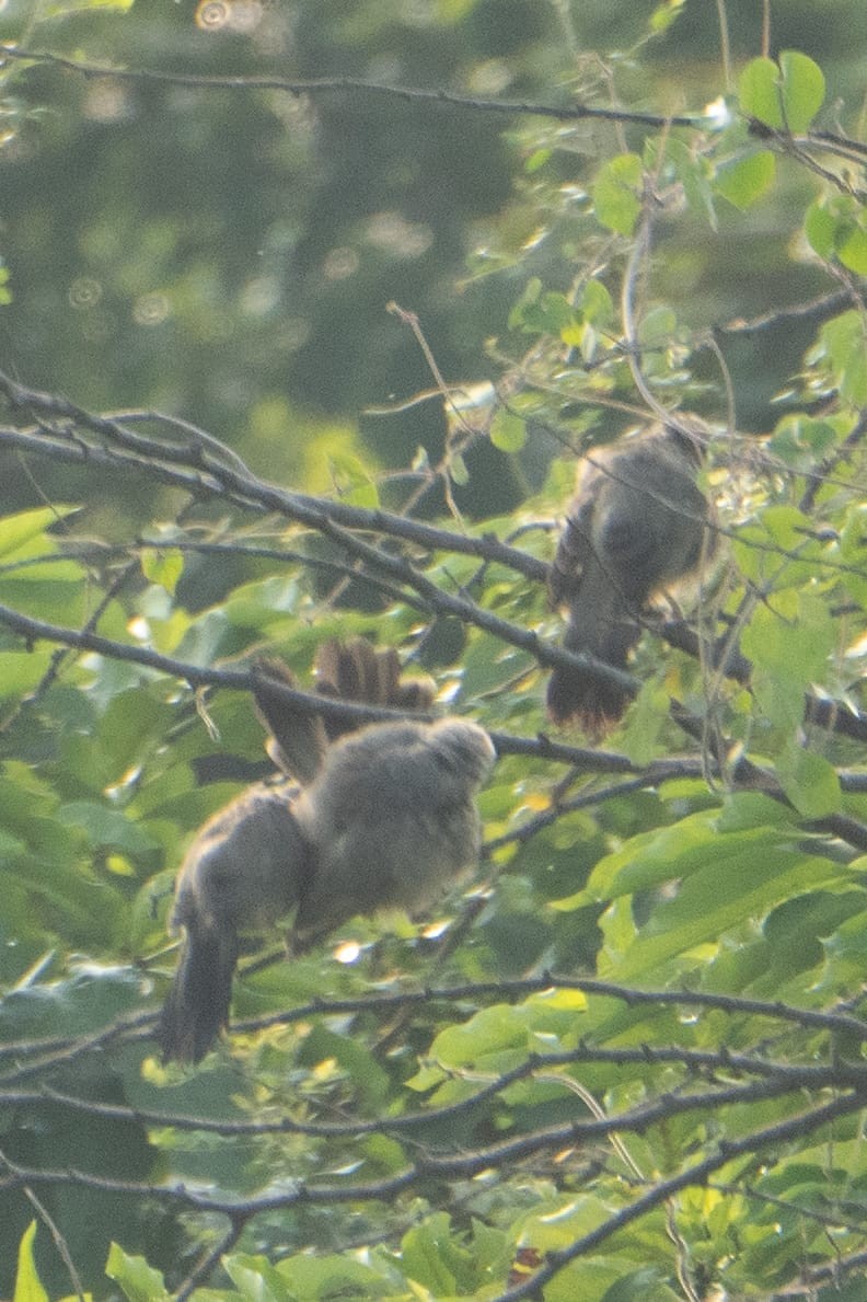 Yellow-billed Babbler - ML643747949
