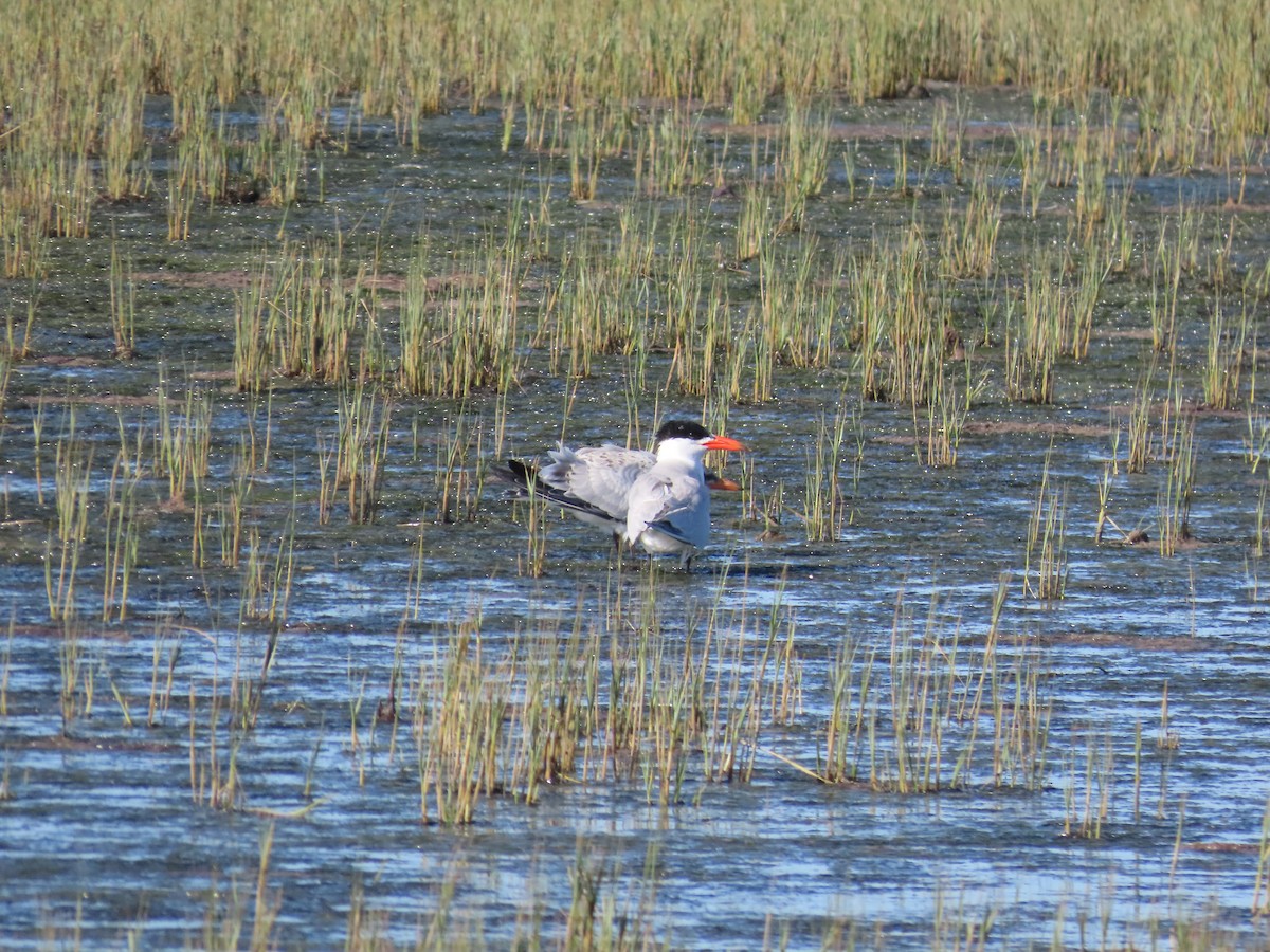 Caspian Tern - ML643747951