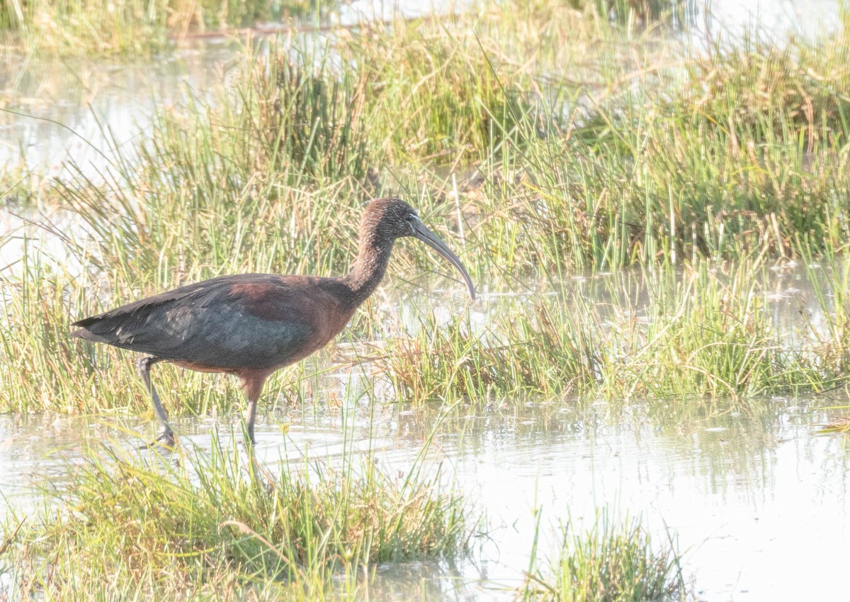Glossy Ibis - ML643747953
