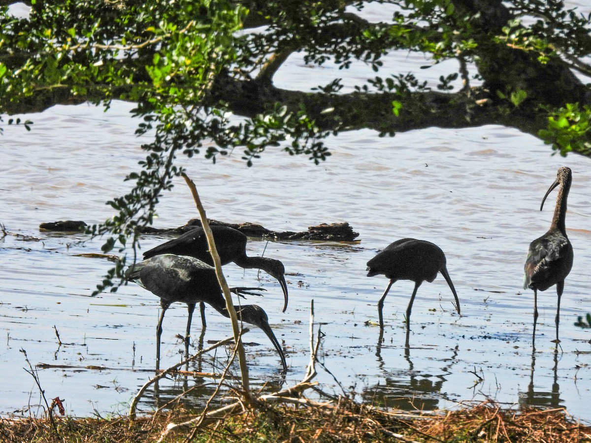 Glossy Ibis - ML643747954