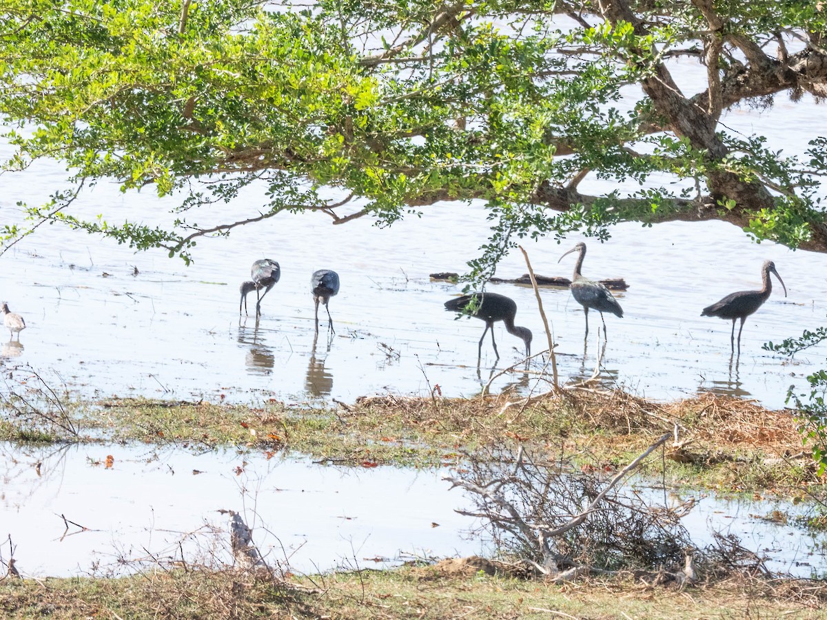 Glossy Ibis - ML643747957