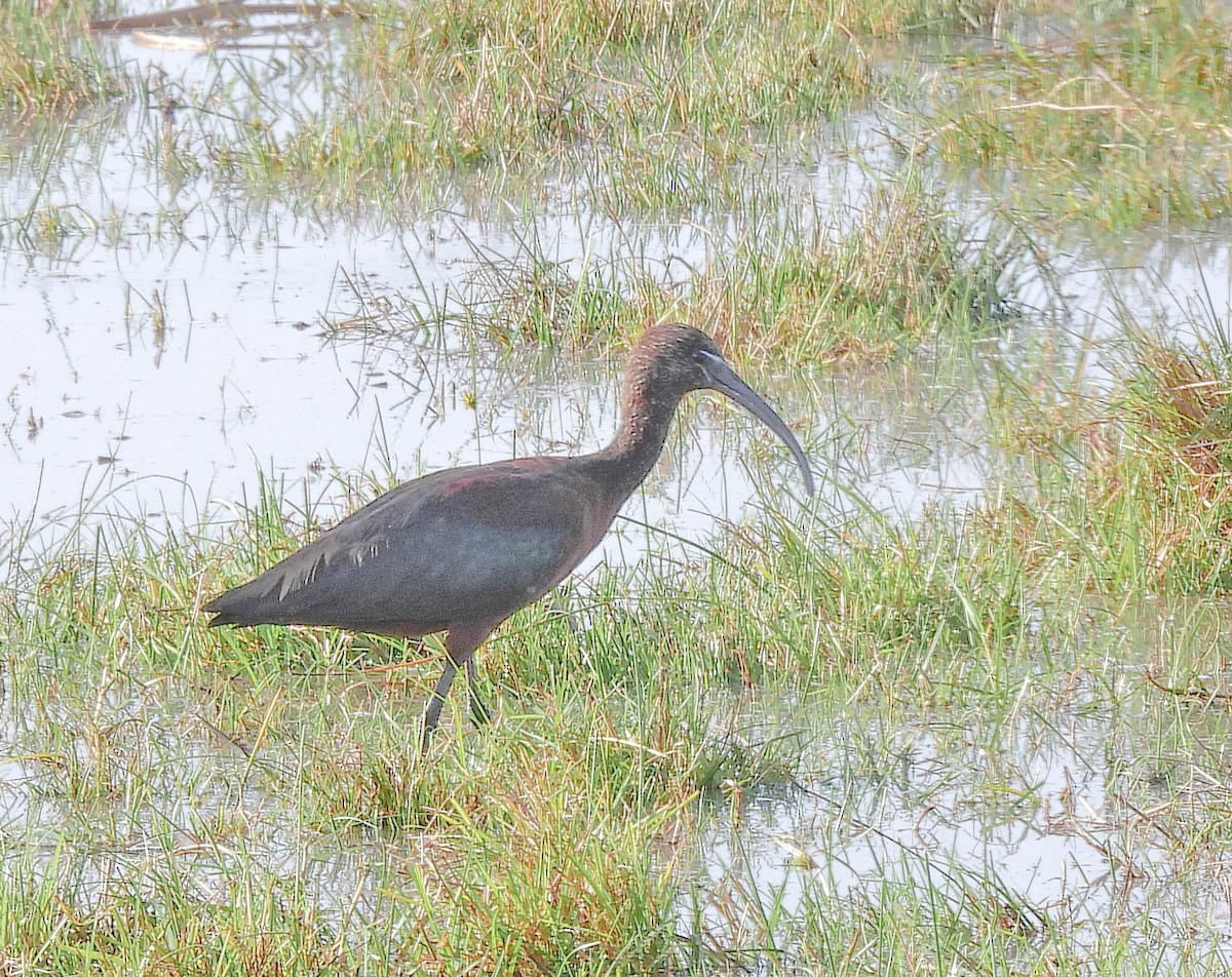 Glossy Ibis - ML643747958