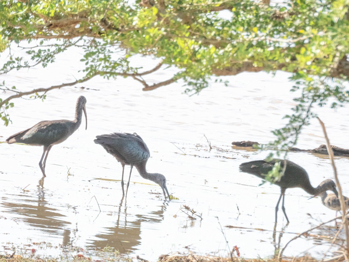 Glossy Ibis - ML643747959