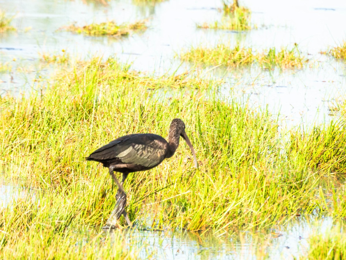 Glossy Ibis - ML643747960