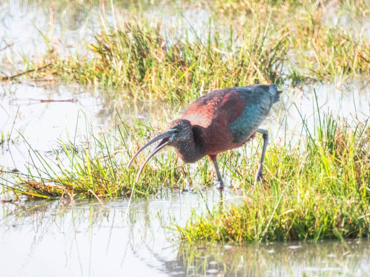 Glossy Ibis - ML643747961