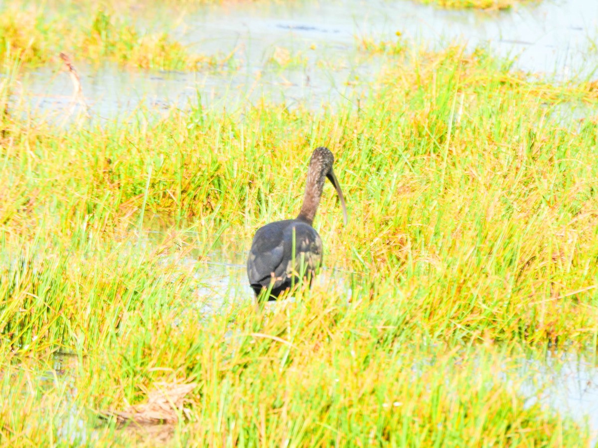 Glossy Ibis - ML643747962