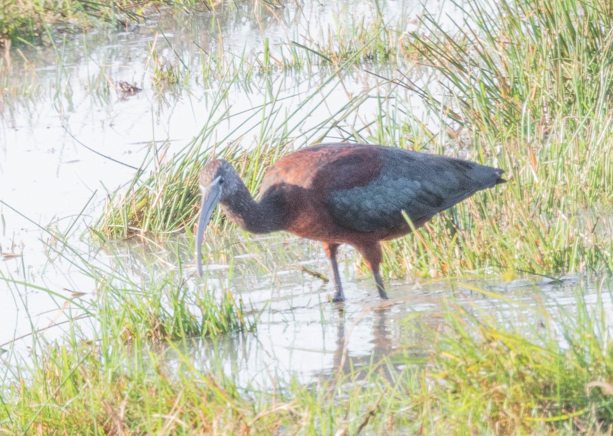 Glossy Ibis - ML643747963