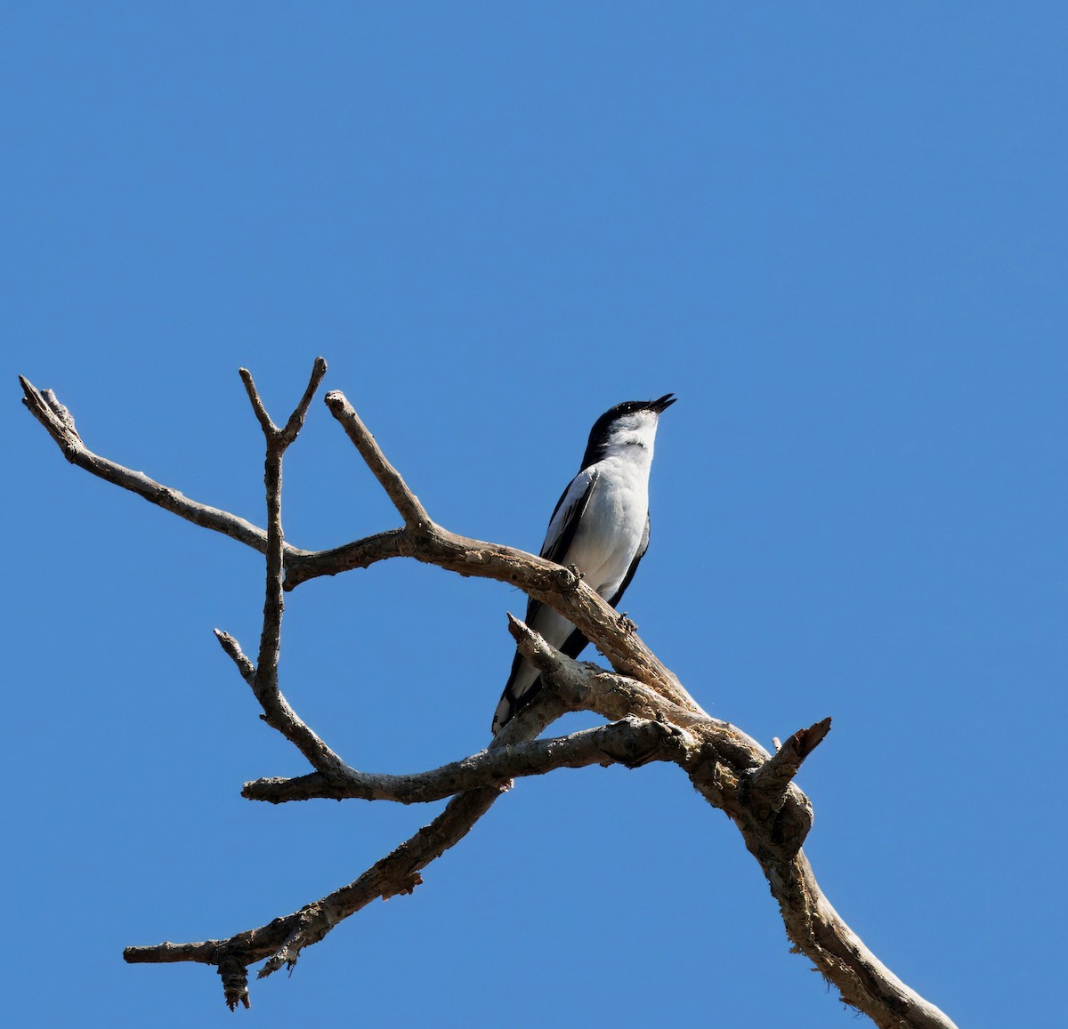 White-winged Triller - ML643747964