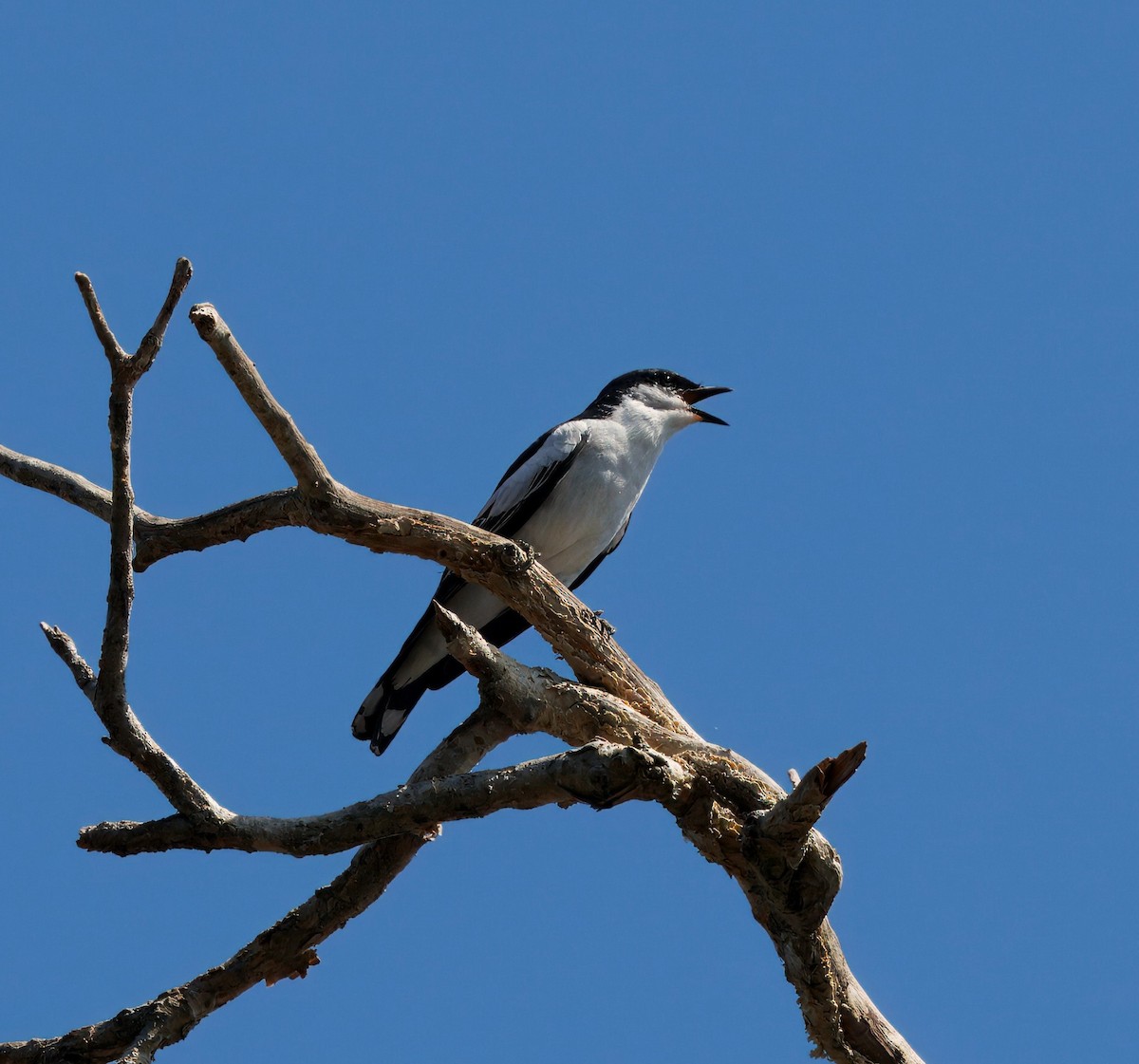 White-winged Triller - ML643747966