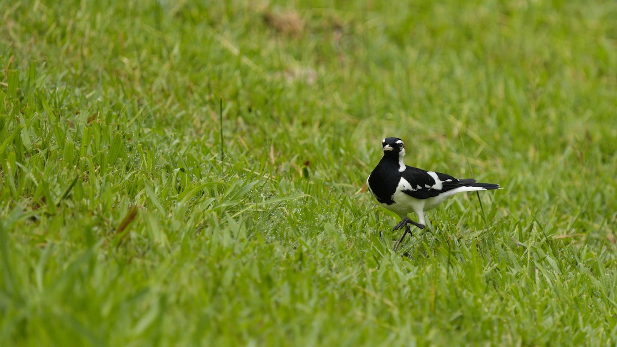 Magpie-lark - ML643747967
