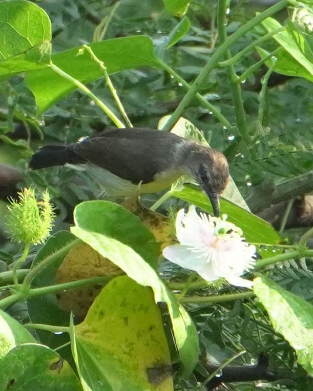 Purple-rumped Sunbird - ML643747968