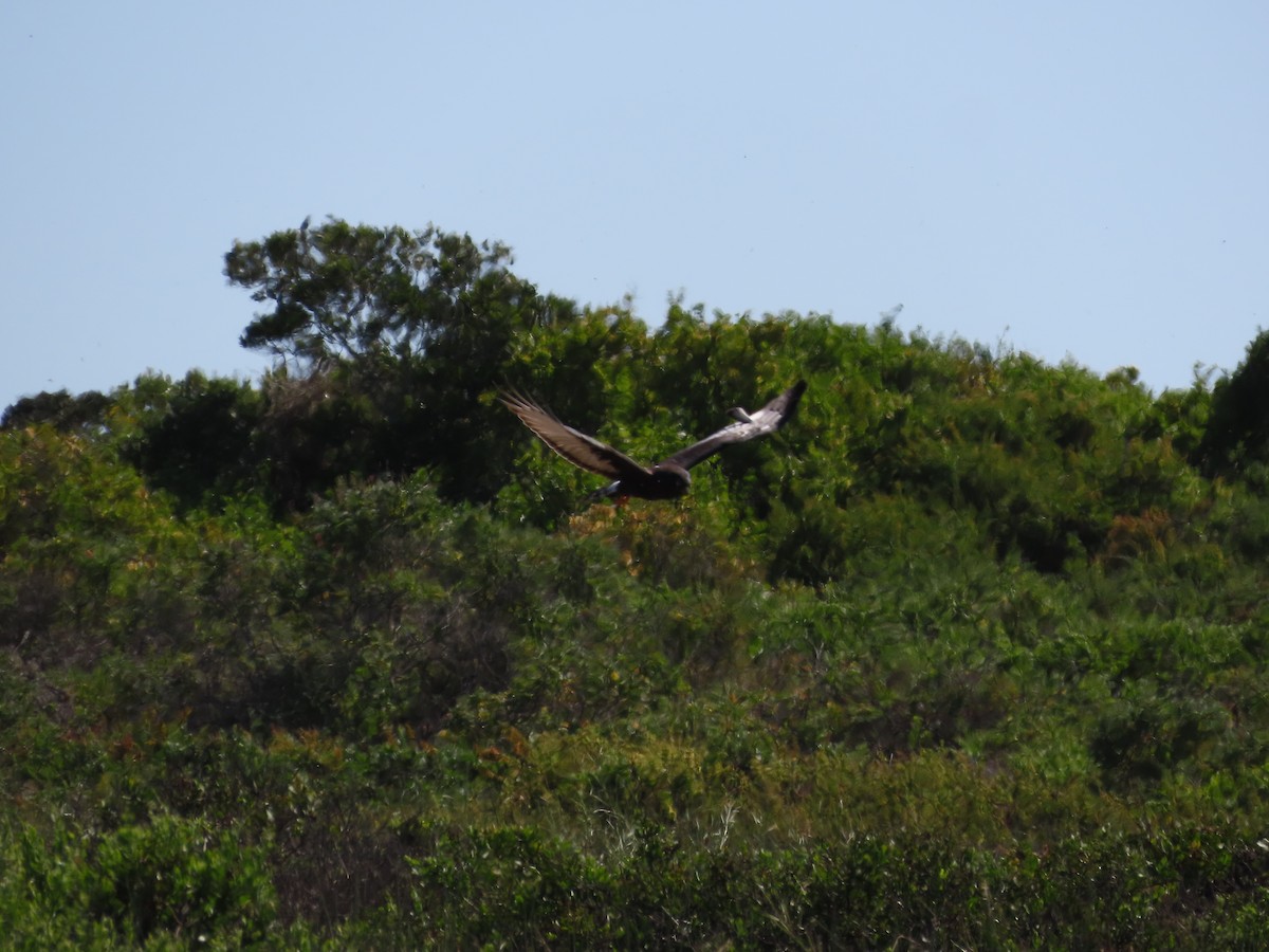 Black Harrier - ML643747970