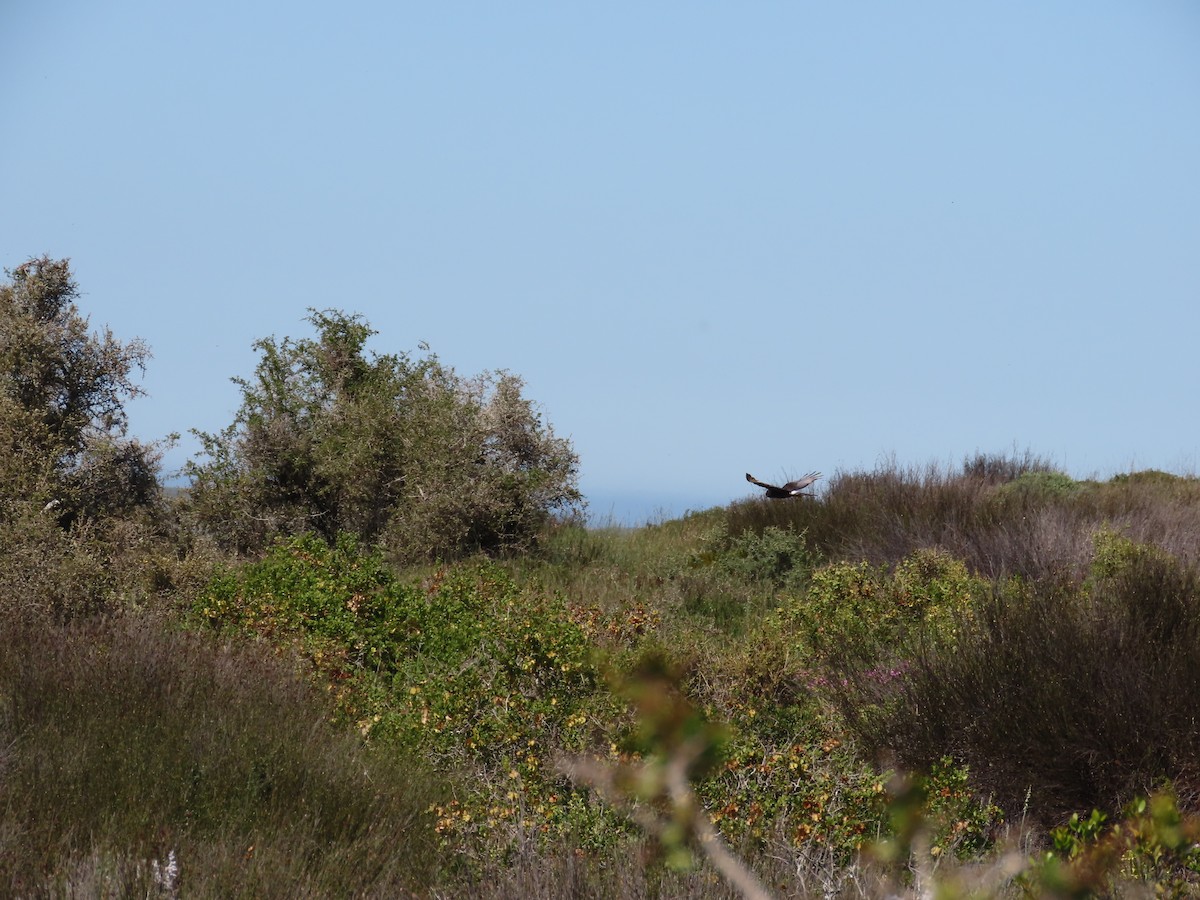 Black Harrier - ML643747971