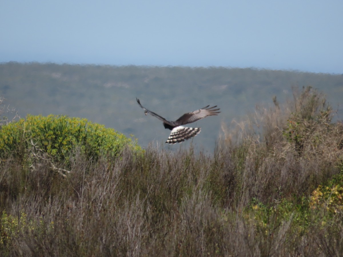 Black Harrier - ML643747972