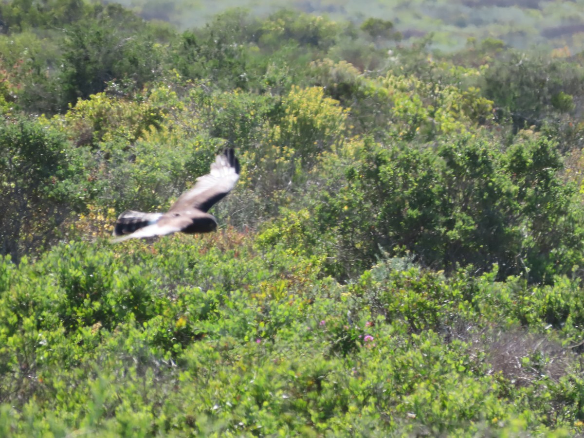 Black Harrier - ML643747973