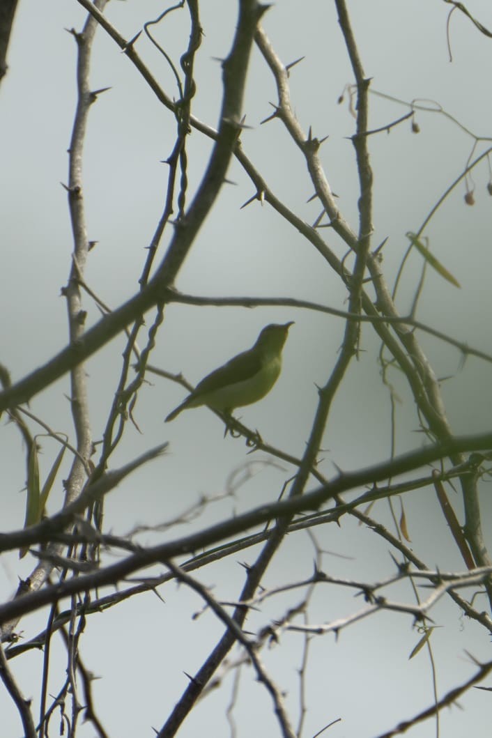 Purple-rumped Sunbird - ML643747974