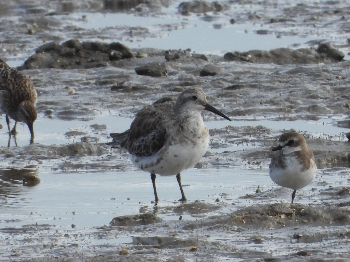 Great Knot - ML643747975