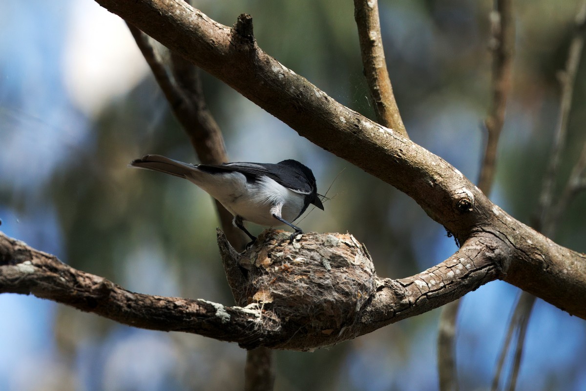 Leaden Flycatcher - ML643747977