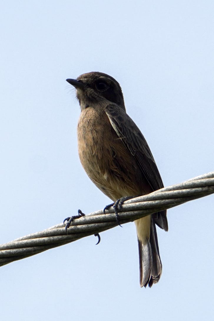 Pied Bushchat - ML643747978