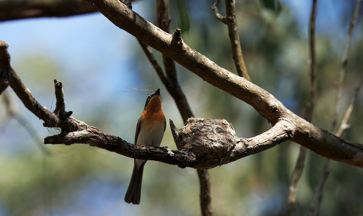 Leaden Flycatcher - ML643747979