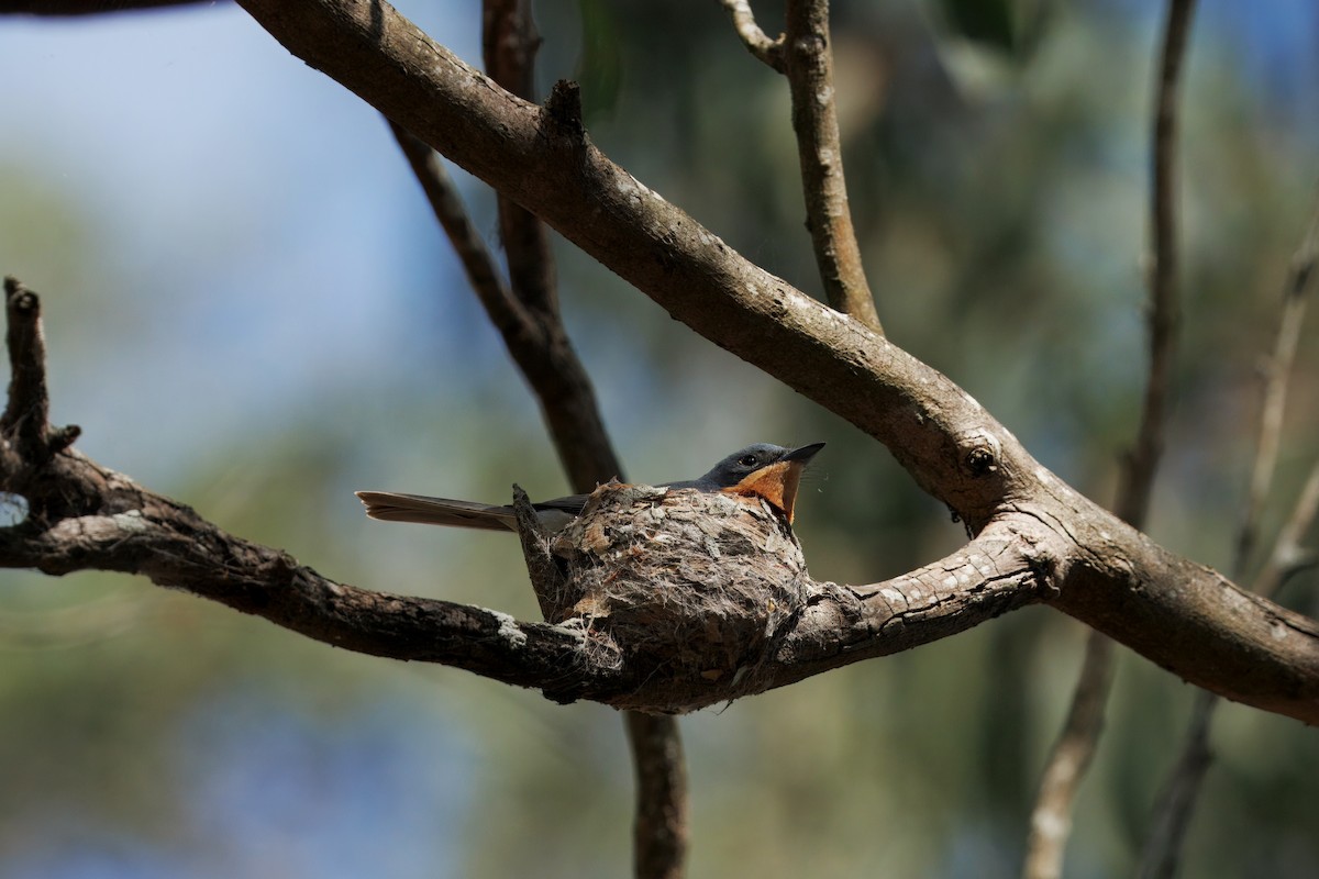 Leaden Flycatcher - ML643747988