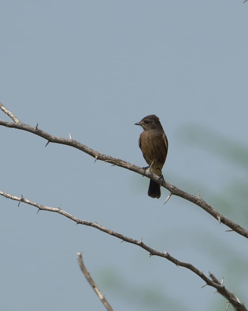 Pied Bushchat - ML643747989