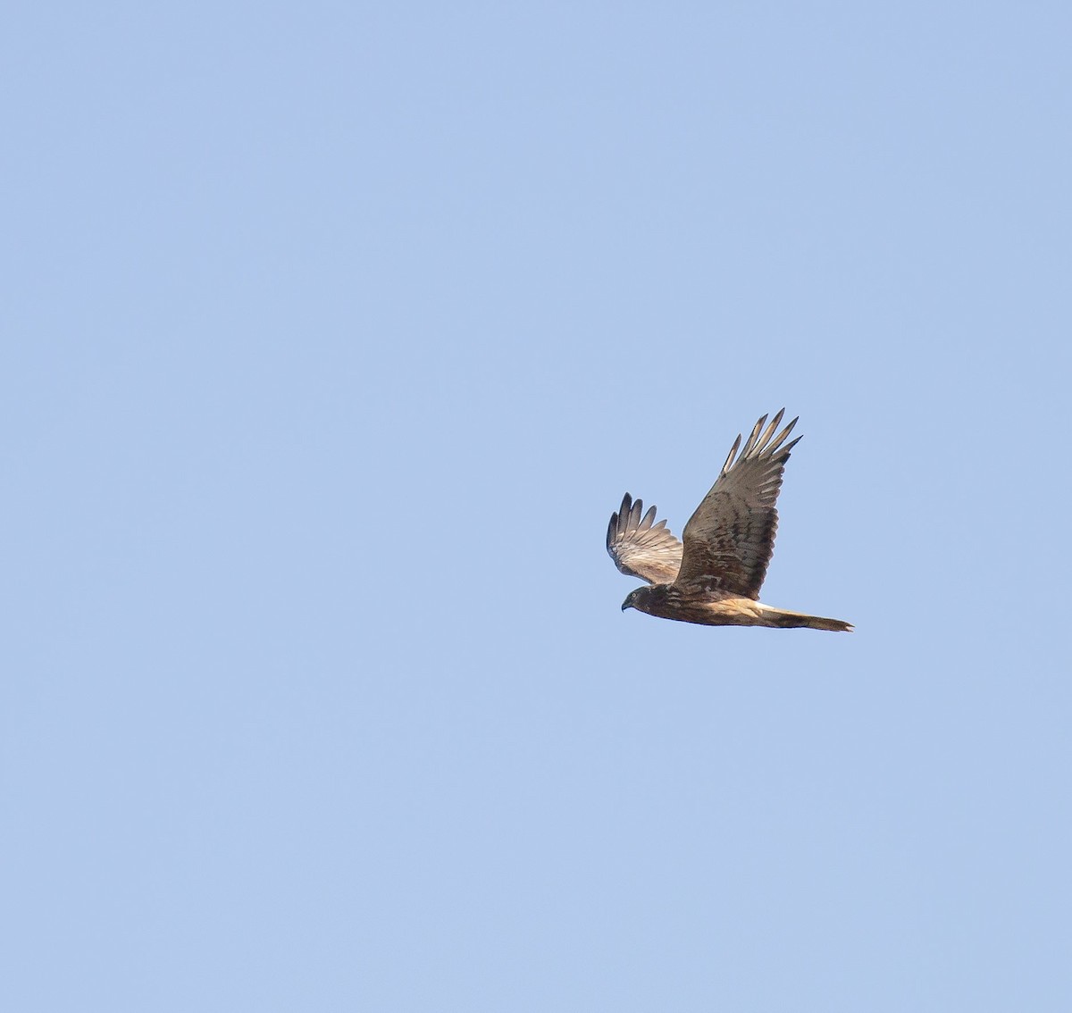 Swamp Harrier - ML643747990