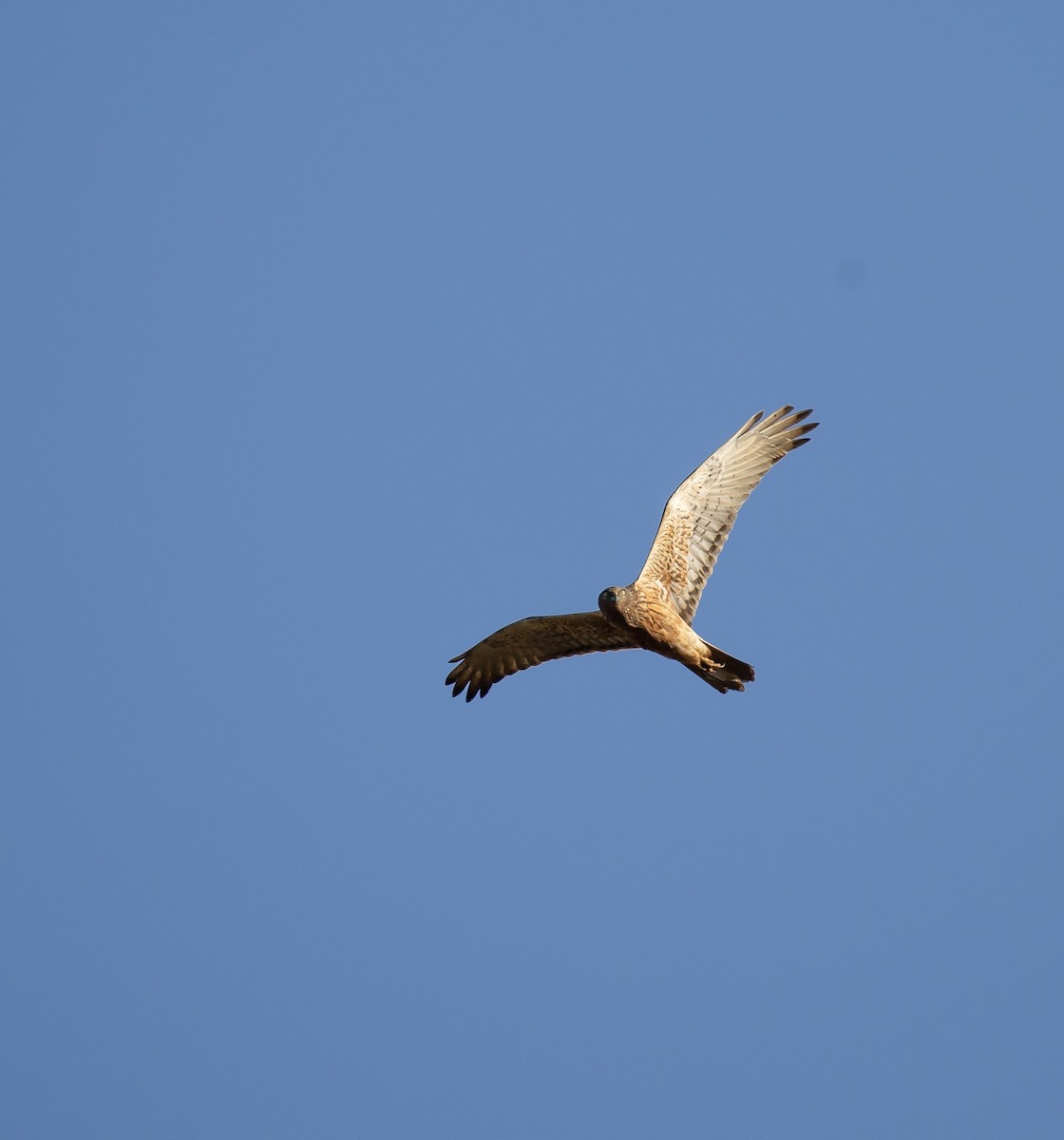 Swamp Harrier - ML643747991