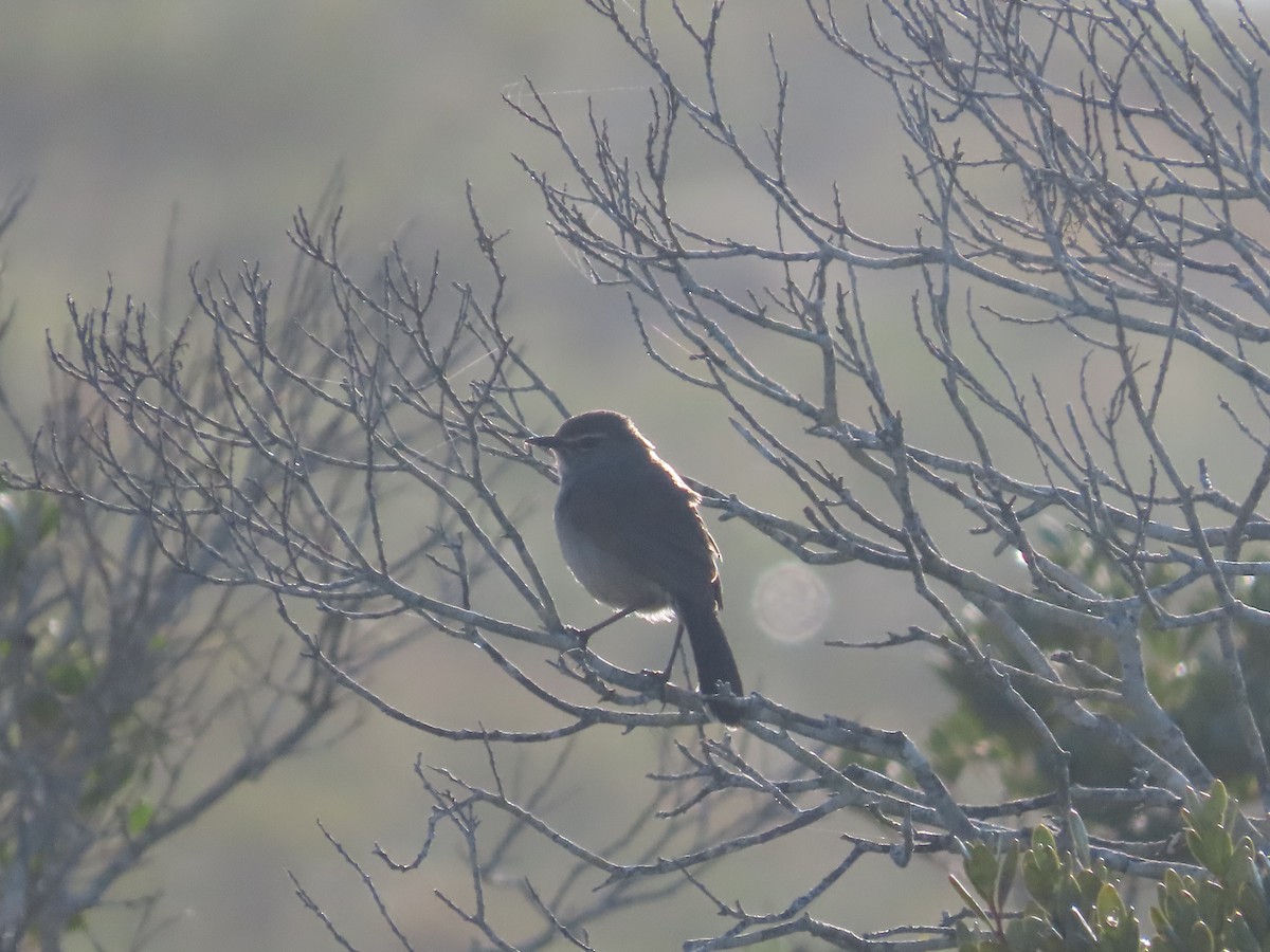 Karoo Scrub-Robin - ML643748007