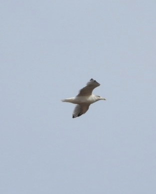 American Herring Gull - ML643748009