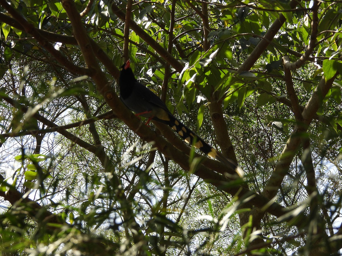 Taiwan Blue-Magpie - ML643748015