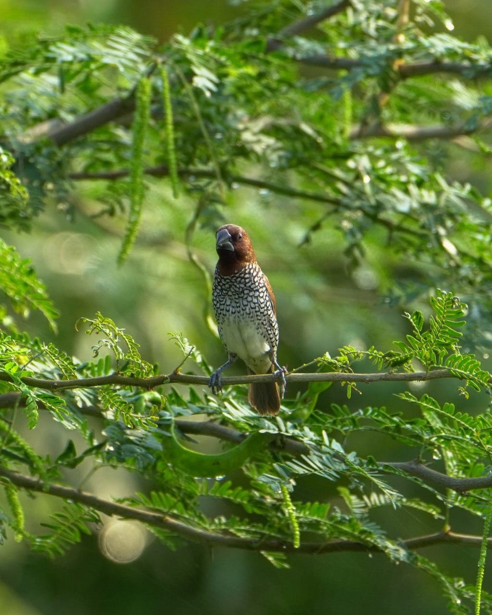 Scaly-breasted Munia - ML643748016
